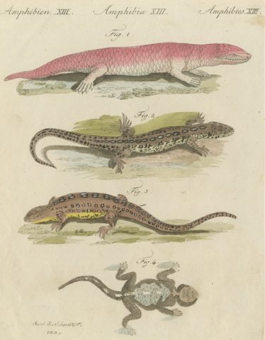 Skink and Grey Lizards, Antique Bertuch Print, Vienna, circa 1805