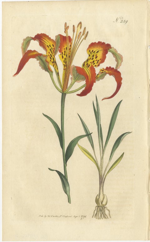Three Botany Prints Full Color Original Engravings, 1794, view 3