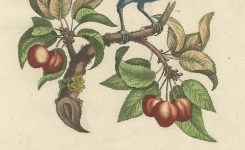 Exotic Blue Grosbeak of Angola: An 18th-Century Hand-Colored Engraving, close-up 2