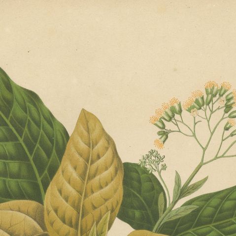 Original Antique Botanical Chromolithograph of White Birdcatcher Tree, c. 1880, close-up 4