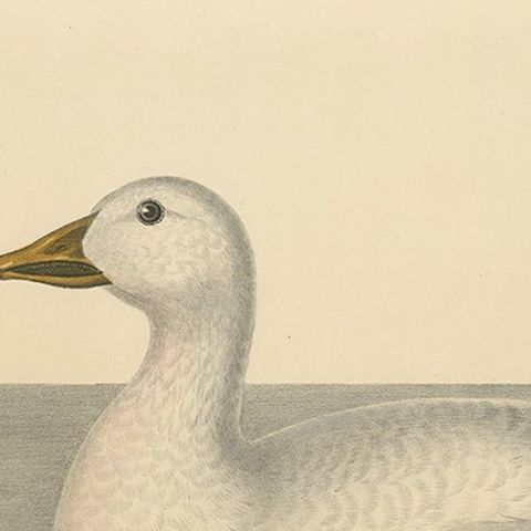 Large Rare Old Bird Print Depicting Cassin's Snow Goose, 1869, close-up 2