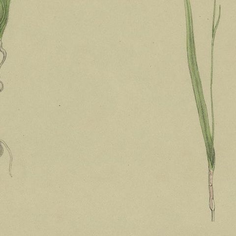 Antique Botany Print of the White Fairy Orchid & Leaping Spider Orchid '1884', close-up 2