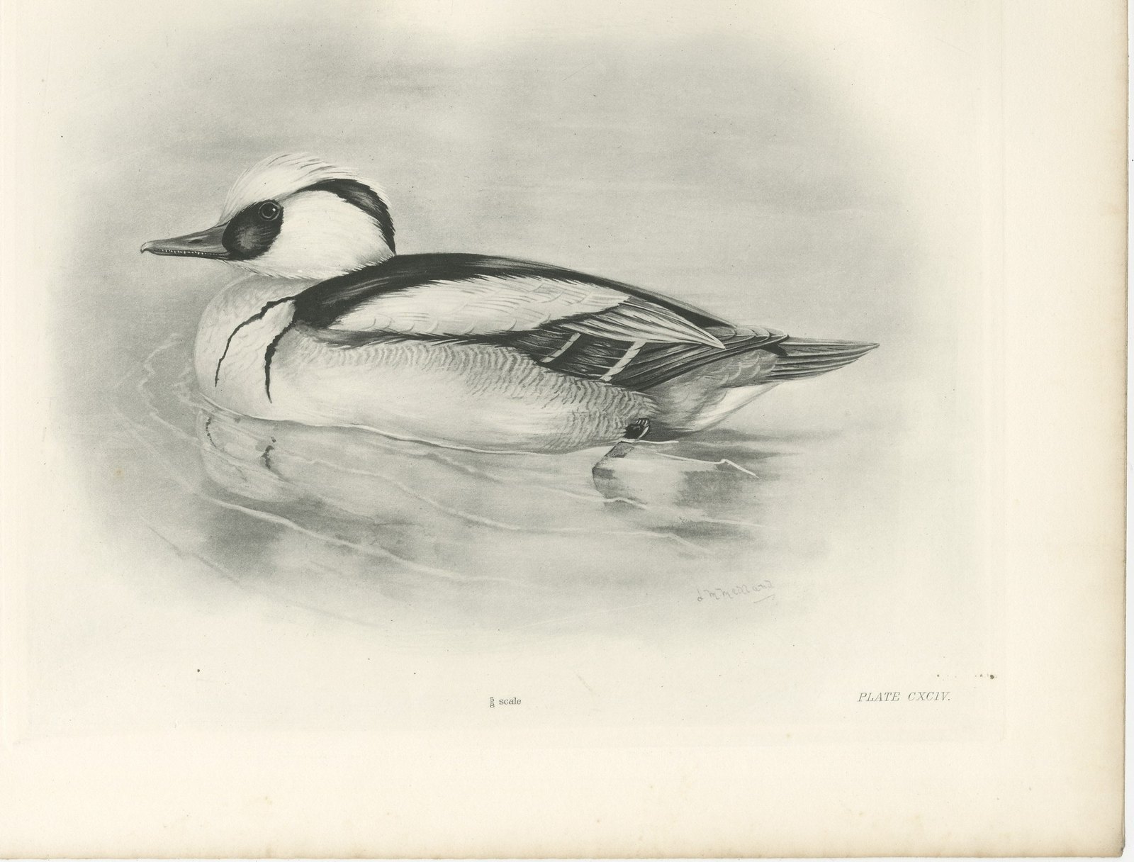 Smew, Antique Bird Print after Lilian Medland, circa 1909