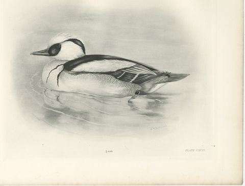 Smew, Antique Bird Print after Lilian Medland, circa 1909