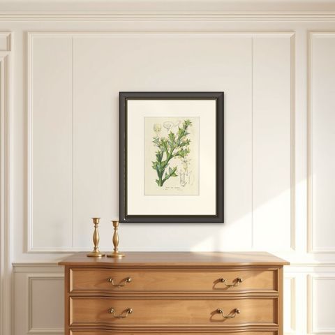 Botanical Illustration of Colletia Ferox: Thorny Beauty from Chile, c.1855, shown framed on a wall