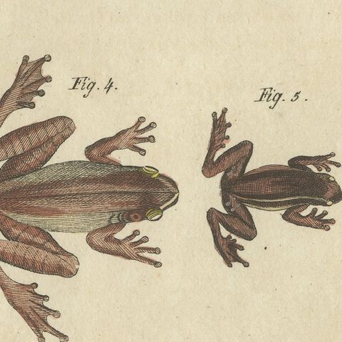 Five Tree Frogs, Antique Bertuch Print, Vienna, circa 1815, close-up 6
