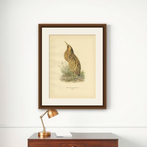 Antique Bird Print of the Eurasian Bittern by Von Wright '1929', shown framed on a wall
