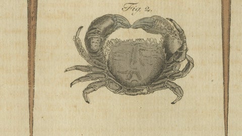 Antique Lobster, Crab & Horseshoe Crab Engraving, Bertuch, 1792, close-up 4