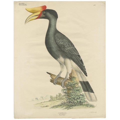 Antique Bird Print of the Rhinoceros Hornbill by Goldfuss, circa 1824