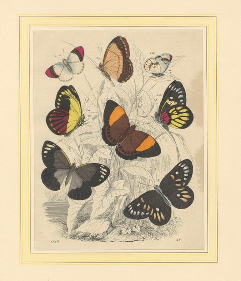 Wings of Elegance: Hand-Colored 1849 Lithograph of Exotic Butterflies, close-up 5