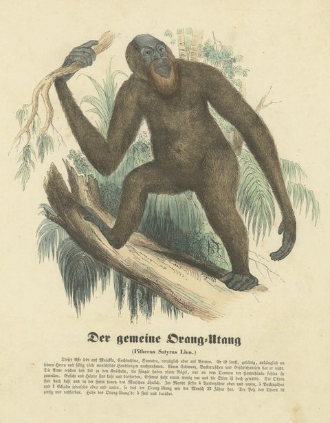 Der gemeine Orang-Utan (Common Orangutan) - Hand-Colored Zoological Print, 1840, close-up 4