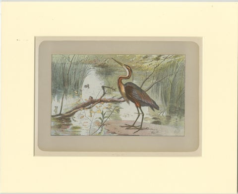 Antique Bird Print of a Purple Heron, view 2