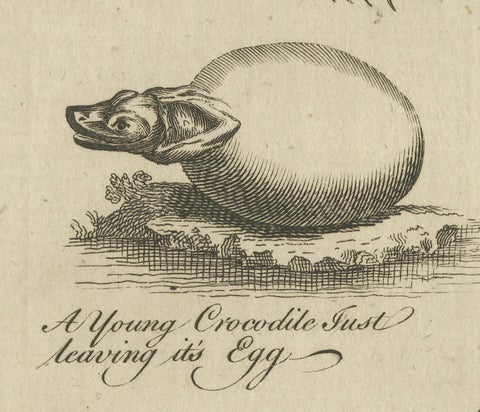 The Wonders of Nature: Exquisite 18th Century Engravings of Reptiles and Insects, close-up 3