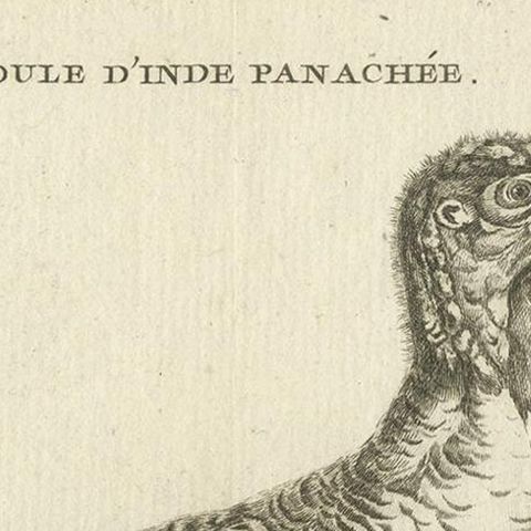 Antique Bird Print of a Variegated Indian Hen by Fessard, 1819, close-up 1