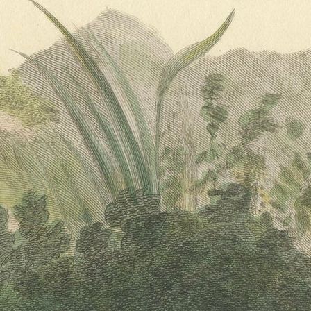 Antique Print with Hand Coloring of a Pampas Cat, close-up 4