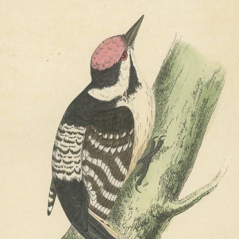 Antique Bird Print of a Lesser Spotted Woodpecker, close-up 2