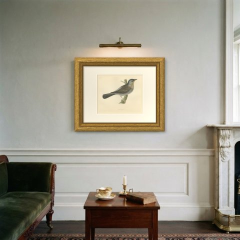 Fieldfare on a Green Stump, Hand Colored Thrush Print, Morris, 1896, shown framed on a wall