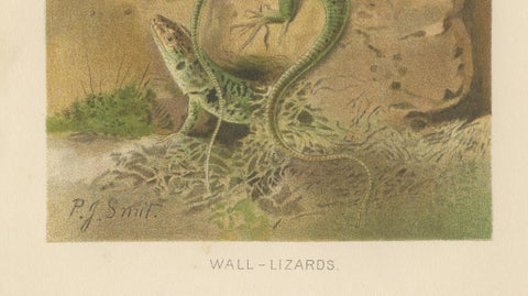 Wall Lizards, Antique Reptile Natural History Print by P.J. Smit, 1895, close-up 5