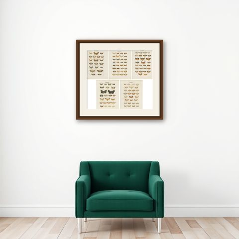 Set of 5 Antique Prints of Various Butterflies and Moths by Ramann, circa 1870, shown framed on a wall
