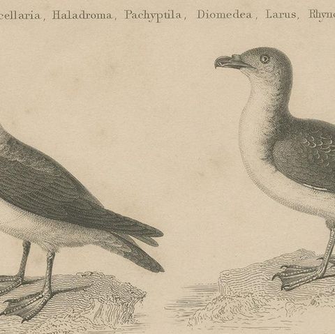 Antique Print of the Wandering Albatross, Blackbacked Gull and other Birds, close-up 1