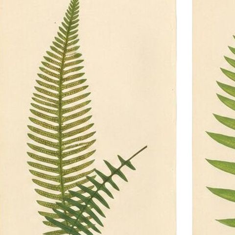 Exotic Victorian Fern Lithograph Collection with English Species Names, 1856, close-up 1