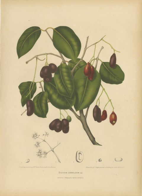 Antique Java Plum Botanical Chromolithograph by Hoola van Nooten, c. 1880