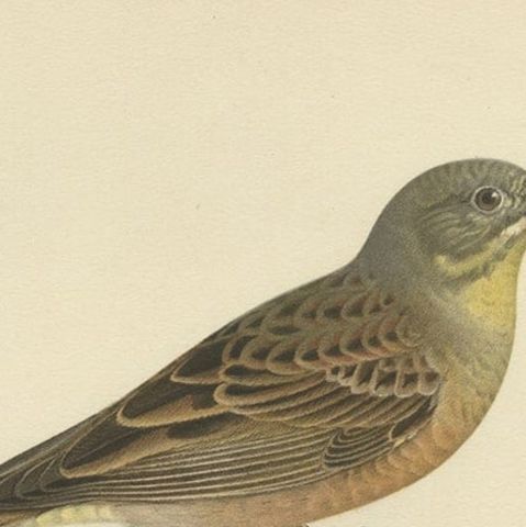 Antique Bird Print of The Ortolan Bunting, a French Delicacy, 1927, close-up 1