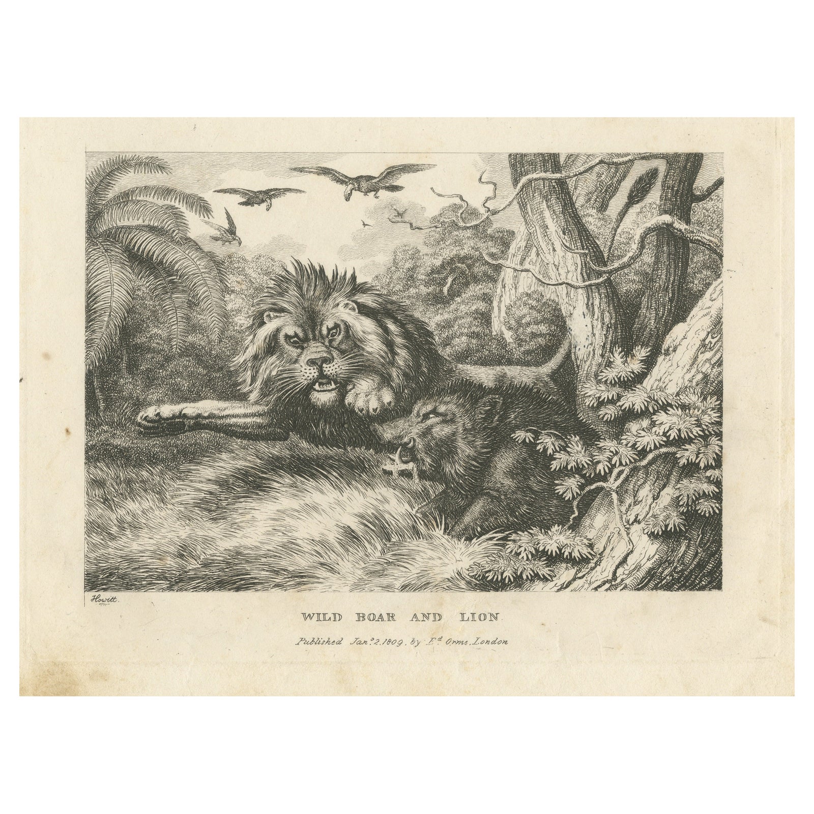 Original Antique Print of a Wild Boar and a Lion, 1811