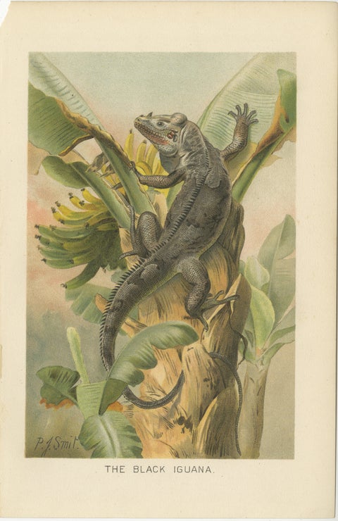 The Black Iguana on Banana Tree, Antique Reptile Natural History Print, 1895, view 2