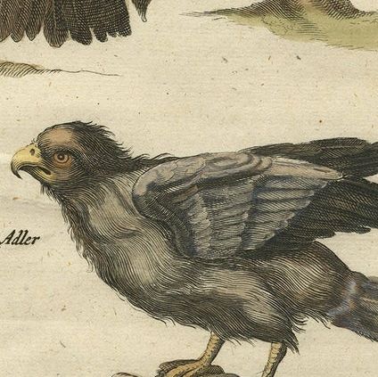 Original Antique Engraving of Various Birds of Prey, like Eagles & Harrier, 1657, close-up 3
