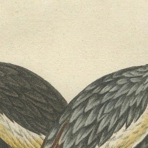 Hand-Colored Engraving of the Crested African Crane by Johann Seligmann. ca.1770, close-up 6