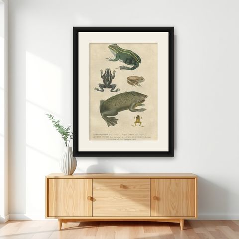 Old Hand-Colored Print Showing Different Frog Species, shown framed on a wall