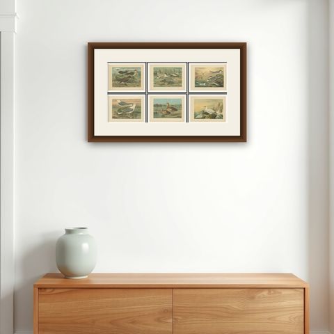 Lithographs of European Seabirds, Gulls, Terns, Skuas, Geese and Gannets, 1890, shown framed on a wall