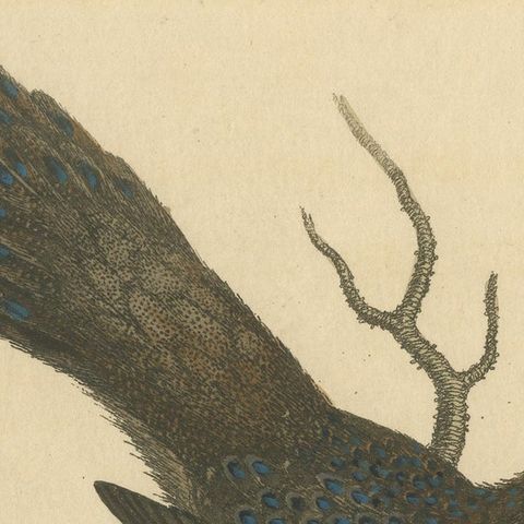 Grey Peacock-Pheasant Hen: A 1746 Engraving by George Edwards, close-up 5