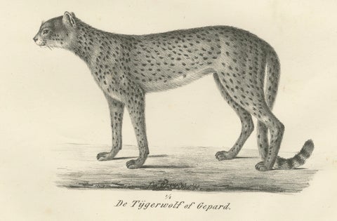 19th-Century Lithograph of the Puma and Cheetah in Graceful Stances, close-up 5