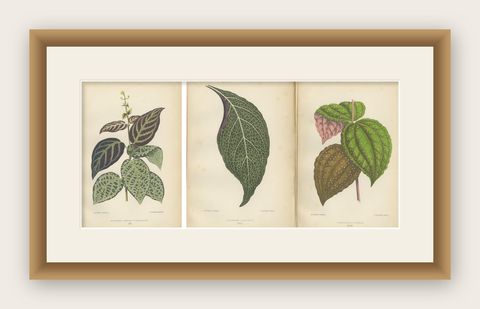 Verdant Variations: A Triptych of 19th Century Botanical Elegance, 1880, shown framed