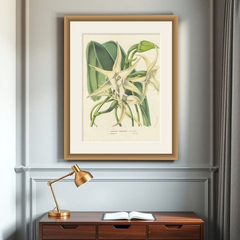 Comet Orchid (Darwin's Orchid): Hand-Colored Lithograph by Louis van Houtte 1855, shown framed on a wall