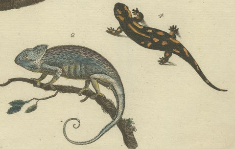 Antique Handcolored Engraving of Lizards, Iguana, Chameleon and Salamander, 1800, close-up 3