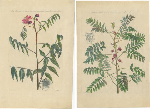 Set - Cassia Barbadensis & Marilandica, Botanical Prints by John Martyn c.1728, view 4