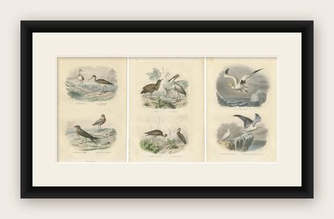 Set of 3 Antique Bird Prints of various Wading Birds and Seabirds (c.1850), shown framed