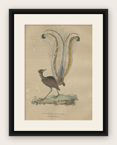 Original Hand-Colored Bird Print of the Superb Lyrebird of Australia (male), shown framed