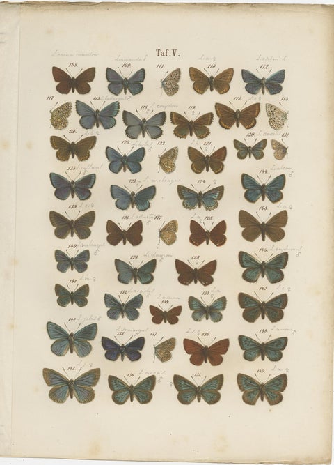 Set of 7 Antique Prints of Various Butterflies and Moths by Ramann 'circa 1870', view 3