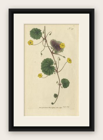 Antique Botany Print of the Trailing Disandra, shown framed
