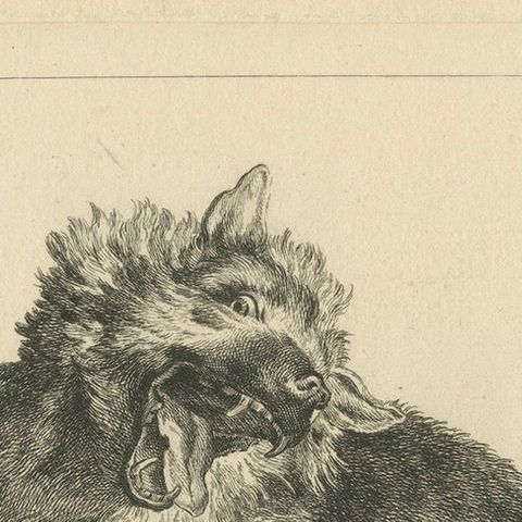 Trapped Wolf: A Detailed Etching - circa 1740, close-up 5