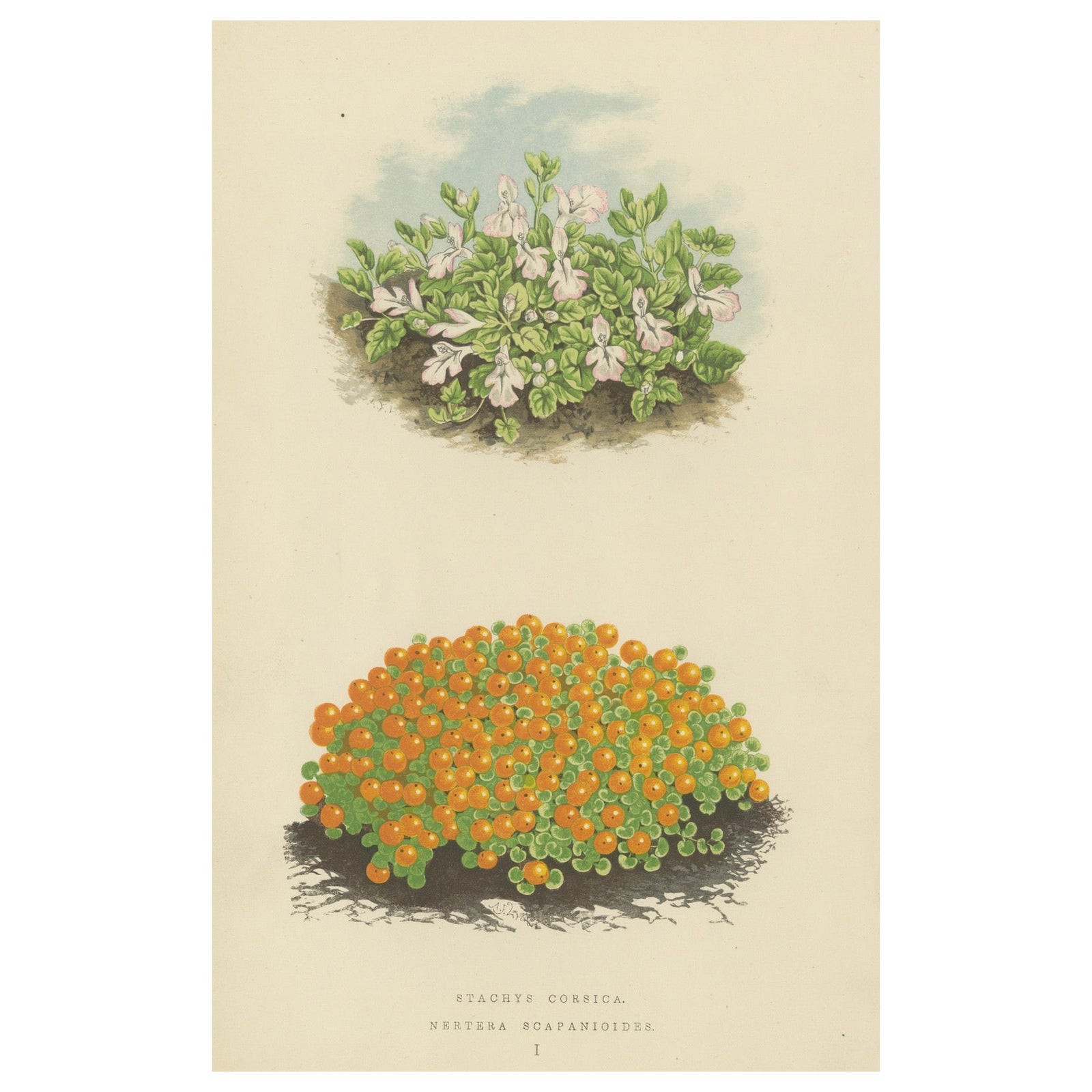 Corsican Betony and Coral Bead Plant, Hand-Coloured Botanical Print, 1874