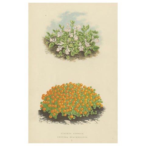 Corsican Betony and Coral Bead Plant, Hand-Coloured Botanical Print, 1874