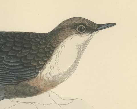 Dipper on a Rock at the Water's Edge, Antique Bird Print, Morris, 1896, close-up 1