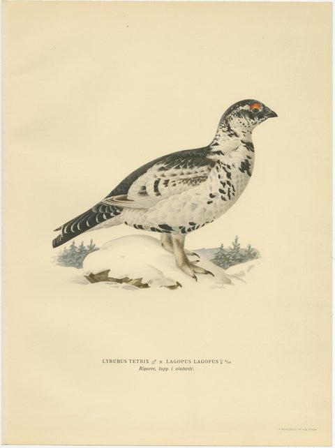 Antique Bird Print of the Black Grouse 'Winter' by Von Wright, 1929, view 2