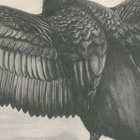 Shag, Antique Bird Print after Lilian Medland, circa 1909, close-up 3