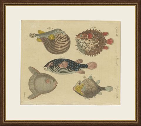 Pufferfish, Porcupinefish and Ocean Sunfish, Antique Bertuch Print, circa 1805, shown framed